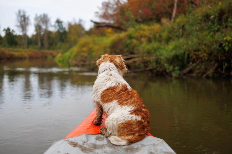 Actividades de aventura para hacer con tu perro en verano cerca de Madrid
